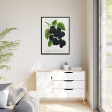 Snyder Blackberry lithograph from Botanical Specimen published by Rochester Lithographing