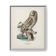 Strix uralensis ♀ illustrated by the von Wright brothers from our own 1929 folio version of Svenska Fåglar Efter Naturen Och Pa Sten Ritade - NOMADEN ART GALLERY