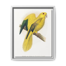 Golden or Queen Bavaria's Parrot (Guaruba guarouba) colored wood-engraved plate by Alexander Francis Lydon. - NOMADEN ART GALLERY