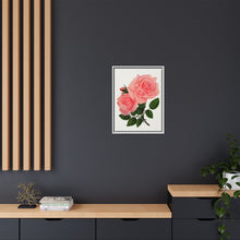 Pink Rose, La France Lithograph (1900)