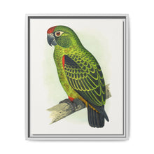Jardine's Parrot (Poicephalus gulielmi gulielmi) colored wood-engraved plate by Alexander Francis Lydon. - NOMADEN ART GALLERY