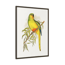 Orange-Bellied Parrakeet (Neophema chrysogaster) colored wood-engraved plate by Alexander Francis Lydon.