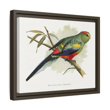 Many-Coloured Parrakeet (Psephotellus varius) colored wood-engraved plate by Alexander Francis Lydon