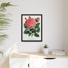 Pink rose, Glorie de Dijon lithograph. Digitally enhanced from our own original 1900 edition plates of Botanical Specimen published by Rochester Lithographing
