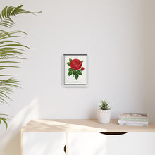 Red rose, General Jacquemont flower lithograph. Digitally enhanced from our own original 1900 edition plates of Botanical Specimen published by Rochester Lithographing