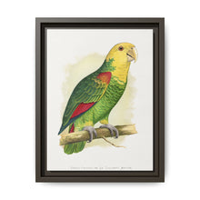 Double-Fronted or Le Vaillant's Amazon (Amazona oratrix) colored wood-engraved plate by Alexander Francis Lydon. - NOMADEN ART GALLERY