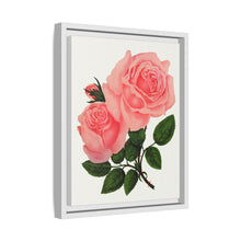 Pink Rose, La France Lithograph (1900)