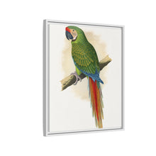 Soldatenara (Ara militaris) farbige Holzstichplatte von Alexander Francis Lydon