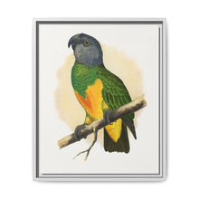 Senegal Parrot (Poicephalus senegalus) colored wood-engraved plate by Alexander Francis Lydon. - NOMADEN ART GALLERY