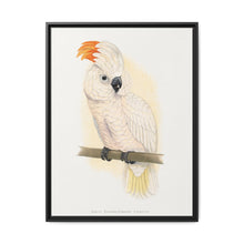Great Salmon-Crested Cockatoo (CACATUA MOLUCCENSIS) colored wood-engraved plate by Alexander Francis Lydon. - NOMADEN ART GALLERY