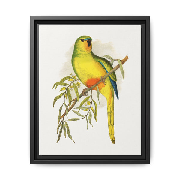 Orange-Bellied Parrakeet (Neophema chrysogaster) colored wood-engraved plate by Alexander Francis Lydon. - NOMADEN ART GALLERY