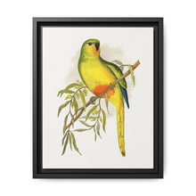 Orange-Bellied Parrakeet (Neophema chrysogaster) colored wood-engraved plate by Alexander Francis Lydon. - NOMADEN ART GALLERY