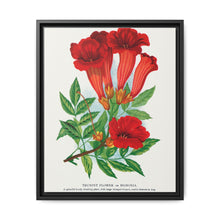 Trumpet flower lithograph. Digitally enhanced from our own original 1900 edition plates of Botanical Specimen published by Rochester Lithographing - NOMADEN ART GALLERY