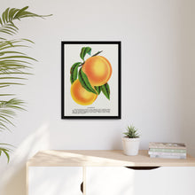 Champion plum lithograph from Botanical Specimen published by Rochester Lithographing