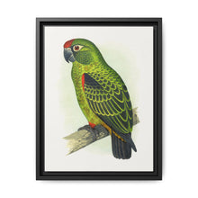 Jardine's Parrot (Poicephalus gulielmi gulielmi) colored wood-engraved plate by Alexander Francis Lydon. - NOMADEN ART GALLERY