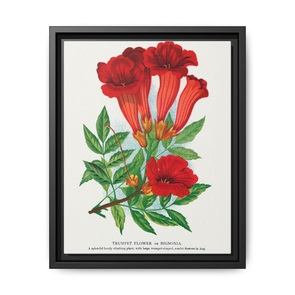 Trumpet flower lithograph. Digitally enhanced from our own original 1900 edition plates of Botanical Specimen published by Rochester Lithographing - NOMADEN ART GALLERY