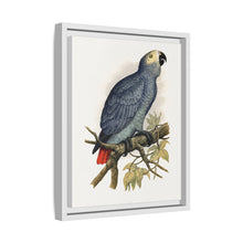 Grey Parrot (Psittacus erithacus) colored wood-engraved plate by Alexander Francis Lydon.