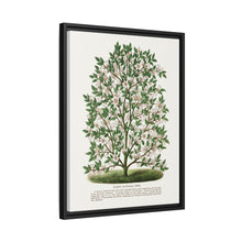 Hardy Magnolia tree lithograph. Digitally enhanced from our own original 1900 edition plates of Botanical Specimen published by Rochester Lithographing