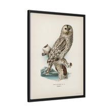 Strix uralensis ♀ illustrated by the von Wright brothers from our own 1929 folio version of Svenska Fåglar Efter Naturen Och Pa Sten Ritade - NOMADEN ART GALLERY