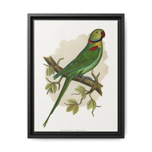 Alexandrine Parakeet (Psittacula eupatria) colored wood-engraved plate by Alexander Francis Lydon. - NOMADEN ART GALLERY