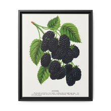 Snyder Blackberry lithograph from Botanical Specimen published by Rochester Lithographing - NOMADEN ART GALLERY