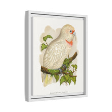 Placa xilográfica coloreada de cacatúa de pico fino (Cacatua tenuirostris) de Alexander Francis Lydon.