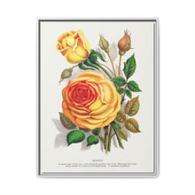 lithograph from Botanical Specimen published by Rochester Lithographing - NOMADEN ART GALLERY