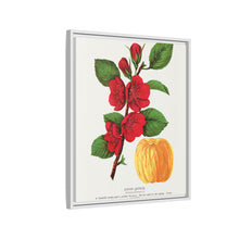 Japan Quince tree lithograph. Digitally enhanced from our own original 1900 edition plates of Botanical Specimen published by Rochester Lithographing