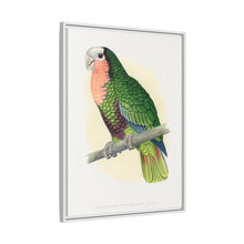 Red-Throated White-Fronted Amazon (Amazona leucocephala) colored wood-engraved plate by Alexander Francis Lydon.