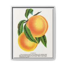 Champion plum lithograph from Botanical Specimen published by Rochester Lithographing - NOMADEN ART GALLERY
