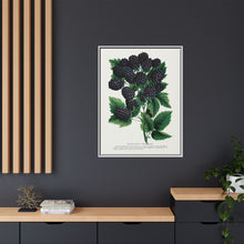 Wachusett Blackberry Lithograph | Vintage Botanical Wall Art