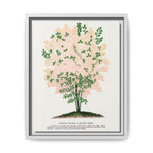 Purple Fringe tree lithograph. Digitally enhanced from our own original 1900 edition plates of Botanical Specimen published by Rochester Lithographing - NOMADEN ART GALLERY
