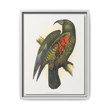 Mountain Parrot (Nestor notabilis) colored wood-engraved plate by Alexander Francis Lydon - NOMADEN ART GALLERY