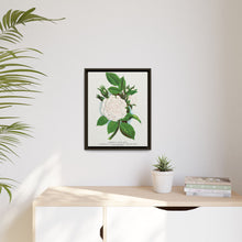 Rose, Perpetual White Moss lithograph. Digitally enhanced from our own original 1900 edition plates of Botanical Specimen published by Rochester Lithographing
