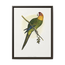 Carolina Parrot (Conuropsis carolinensis) colored wood-engraved plate by Alexander Francis Lydon. - NOMADEN ART GALLERY