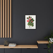 Pink roses, Crested Moss lithograph. Digitally enhanced from our own original 1900 edition plates of Botanical Specimen published by Rochester Lithographing
