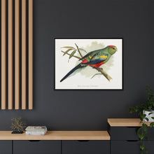 Many-Coloured Parrakeet (Psephotellus varius) colored wood-engraved plate by Alexander Francis Lydon