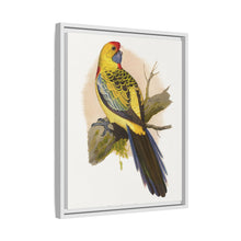 Lydon's Yellow-Rumped Parrakeet | Vintage Bird Wall Art Print