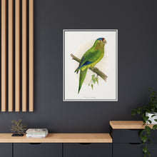 Petz's Conure (Aratinga canicularis) colored wood-engraved plate by Alexander Francis Lydon