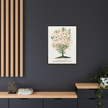 Purple Fringe tree lithograph. Digitally enhanced from our own original 1900 edition plates of Botanical Specimen published by Rochester Lithographing