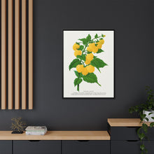 Golden queen raspberry lithograph. Digitally enhanced from our own original 1900 edition plates of Botanical Specimen published by Rochester Lithographing