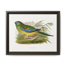 Turquoisine (Neophema pulchella) colored wood-engraved plate by Alexander Francis Lydon - NOMADEN ART GALLERY