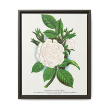 Rose, Perpetual White Moss lithograph. Digitally enhanced from our own original 1900 edition plates of Botanical Specimen published by Rochester Lithographing - NOMADEN ART GALLERY
