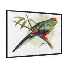 Many-Coloured Parrakeet (Psephotellus varius) colored wood-engraved plate by Alexander Francis Lydon