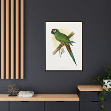 llliger's Macaw (Primolius maracana) colored wood-engraved plate by Alexander Francis Lydon