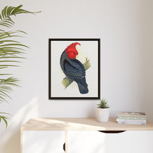 Gang-Gang Cockatoo (Callocephalon fimbriatum) colored wood-engraved plate by Alexander Francis Lydon