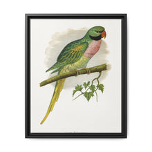 Javan Parrakeet (Psittacula alexandri) colored wood-engraved plate by Alexander Francis Lydon. - NOMADEN ART GALLERY