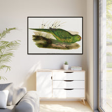 Green Ground Parrot (Pezoporus wallicus) colored wood-engraved plate by Alexander Francis Lydon