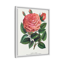 Pink rose, Glorie de Dijon lithograph. Digitally enhanced from our own original 1900 edition plates of Botanical Specimen published by Rochester Lithographing