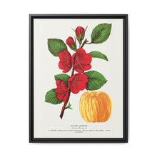 Japan Quince tree lithograph. Digitally enhanced from our own original 1900 edition plates of Botanical Specimen published by Rochester Lithographing - NOMADEN ART GALLERY